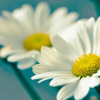 header medirenta beihilfeberater